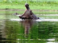 hippo in the okavango delta