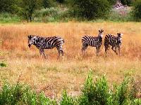 zebras in the bush of the delta