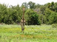 giraffe in the bush of the delta