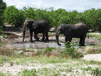 elephants on the road to zambia