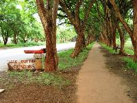 pathway in harare